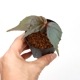 Begonia kapuashuluensis[ ٥˥ץե륨󥷥 ]1ݥå