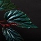 Begonia kapuashuluensis[ ٥˥ץե륨󥷥 ]1ݥå