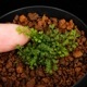 Odontosoria minutula[ ӥȥۥ饷Υ ] PN250220-05 