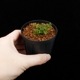 Odontosoria minutula[ ӥȥۥ饷Υ ] PN250220-05 