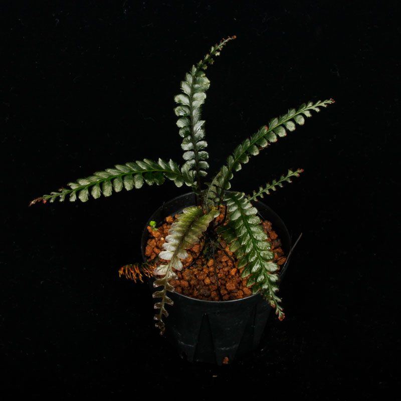 Cephalomanes javanicum��[ ���ե����ޥͥ�������Х˥��� ]���� PN260706-05 ��
