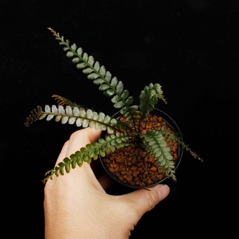 Cephalomanes javanicum��[ ���ե����ޥͥ�������Х˥��� ]���� PN260706-05 ��