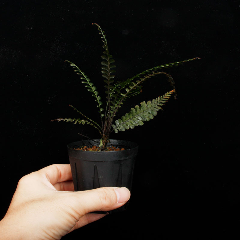 Cephalomanes javanicum��[ ���ե����ޥͥ�������Х˥��� ]���� PN260706-05 ��