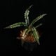 Cephalomanes javanicum��[ ���ե����ޥͥ�������Х˥��� ]���� PN260706-05 ��
