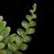 Cephalomanes javanicum��[ ���ե����ޥͥ�������Х˥��� ]���� PN260706-05 ��