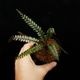 Cephalomanes javanicum��[ ���ե����ޥͥ�������Х˥��� ]���� PN260706-05 ��