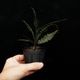 Cephalomanes javanicum��[ ���ե����ޥͥ�������Х˥��� ]���� PN260706-05 ��