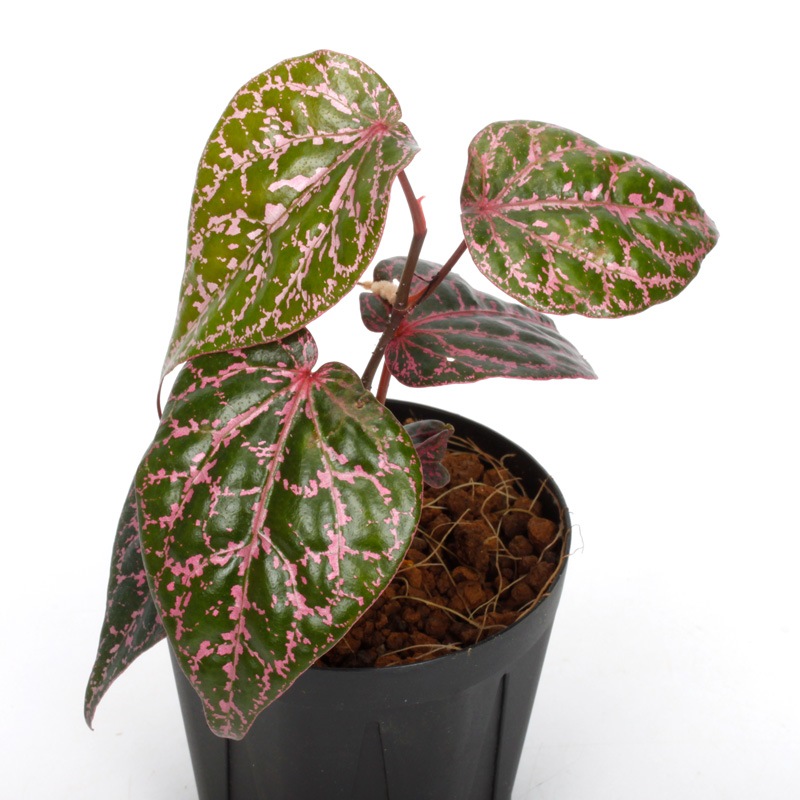 Piper ornatum [ ピペル・オルナツム ] 1ポット | 植物 (熱帯林床植物