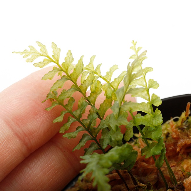 Crepidomanes sp. " Santa Fe, Panama "��[ ����ԥɥޥͥ� sp. ]���� PN230210-01 ��