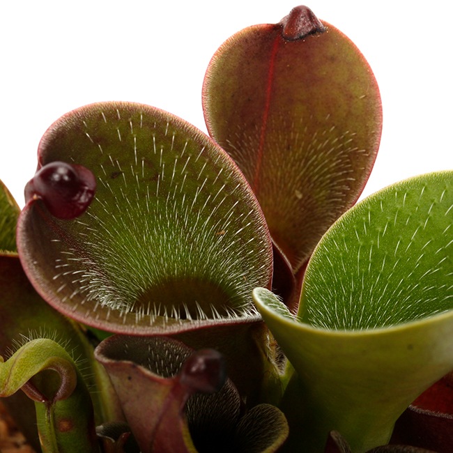 Heliamphora pulchella "Red Hairy" (Churi)��[ �إꥢ��ե��顦�ץ������ " ��åɤإ��꡼" ]���� PN240205-05 ��