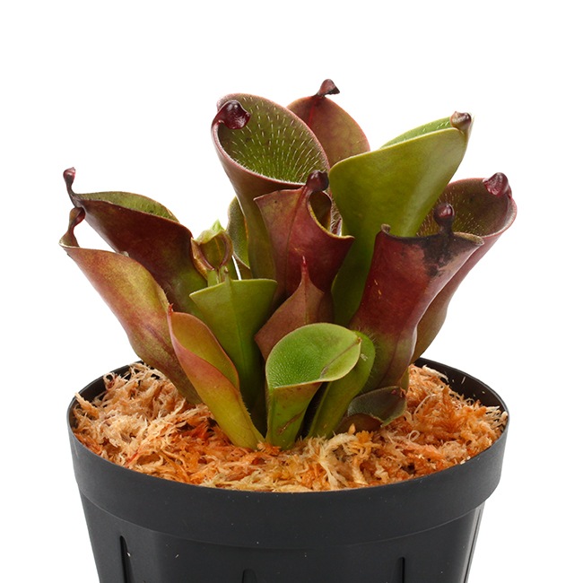 Heliamphora pulchella "Red Hairy" (Churi)��[ �إꥢ��ե��顦�ץ������ " ��åɤإ��꡼" ]���� PN240205-05 ��