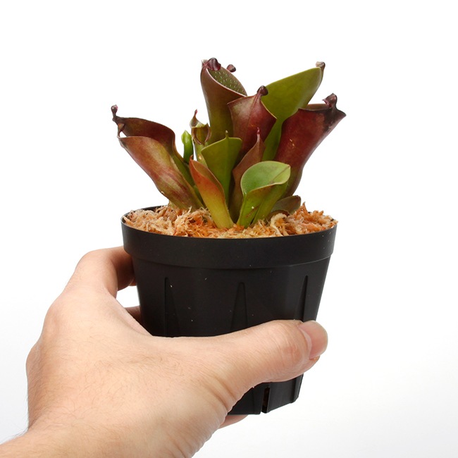 Heliamphora pulchella "Red Hairy" (Churi)��[ �إꥢ��ե��顦�ץ������ " ��åɤإ��꡼" ]���� PN240205-05 ��
