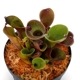 Heliamphora pulchella "Red Hairy" (Churi)��[ �إꥢ��ե��顦�ץ������ " ��åɤإ��꡼" ]���� PN240205-05 ��