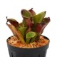 Heliamphora pulchella "Red Hairy" (Churi)��[ �إꥢ��ե��顦�ץ������ " ��åɤإ��꡼" ]���� PN240205-05 ��