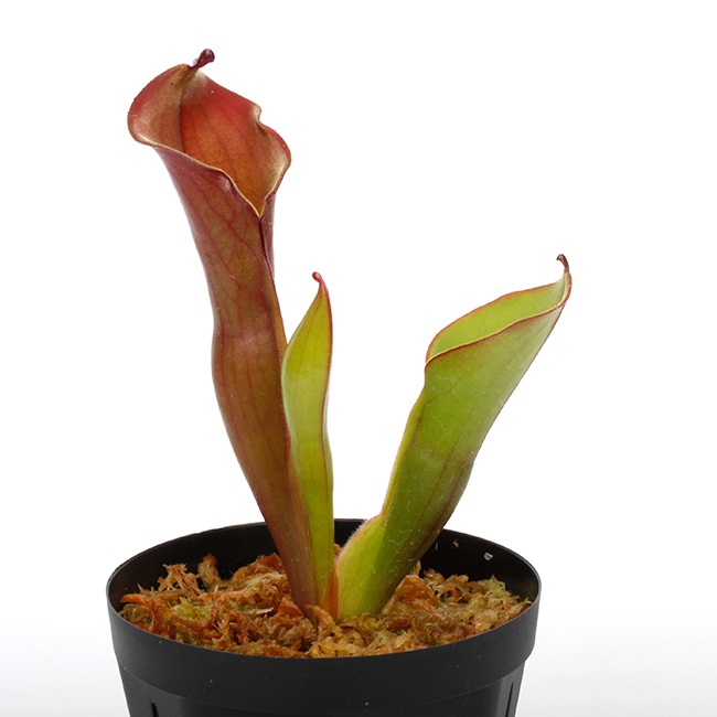 Heliamphora elongata "Wavy" (Ilu Tepui) / AW / Clone: 01��[ �إꥢ��ե��顦�����󥬥� "�������ӡ�" ]���� PN240529-01 ��