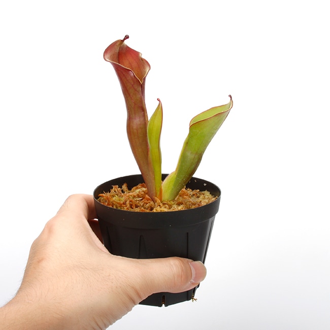 Heliamphora elongata "Wavy" (Ilu Tepui) / AW / Clone: 01��[ �إꥢ��ե��顦�����󥬥� "�������ӡ�" ]���� PN240529-01 ��