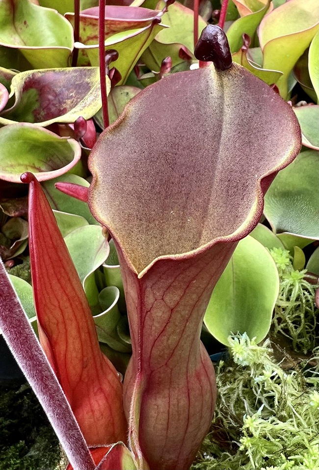 Heliamphora elongata "Wavy" (Ilu Tepui) / AW / Clone: 01��[ �إꥢ��ե��顦�����󥬥� "�������ӡ�" ]���� PN240529-01 ��
