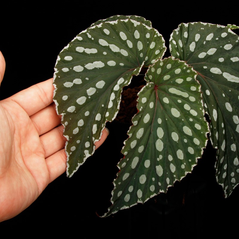 Begonia sp. ' Sinkawang, Kalimantan barat ' / TB1ݥå
