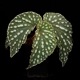 Begonia sp. ' Sinkawang, Kalimantan barat ' / TB1ݥå