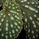 Begonia sp. ' Sinkawang, Kalimantan barat ' / TB1ݥå