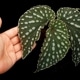Begonia sp. ' Sinkawang, Kalimantan barat ' / TB1ݥå