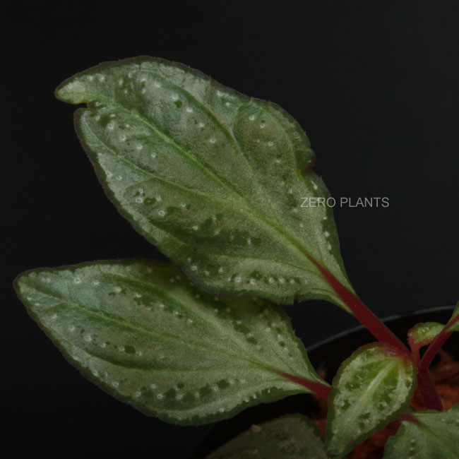 Sonerila pulchella [ ソネリラ・プルケラ ] 【 PN180427-03 】