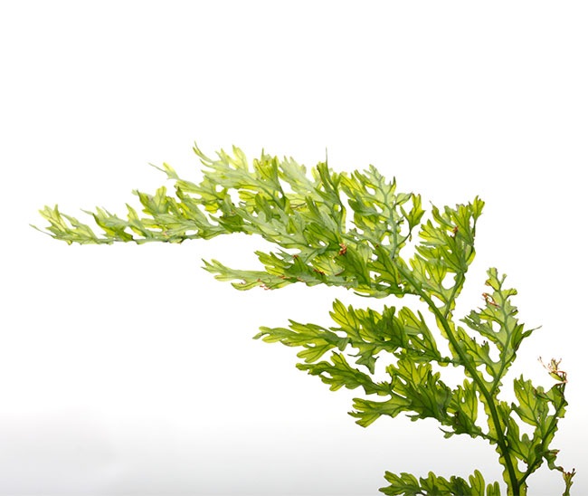 Crepidomanes sp. "Santa Fe, Panama "��[ ����ԥɥޥͥ� sp. ]���� PN230926-11 ��