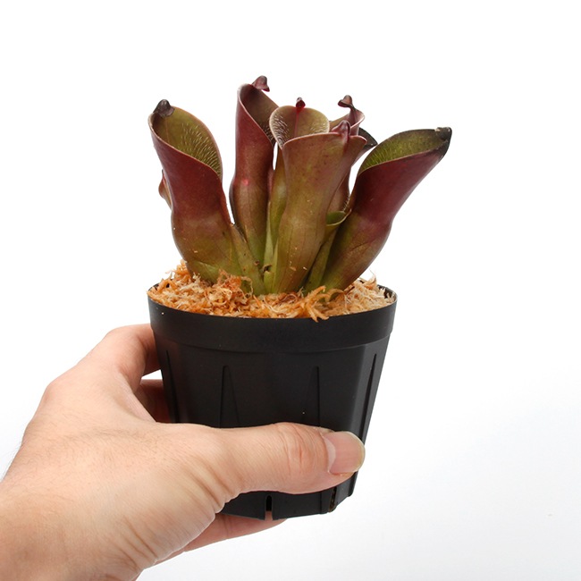 Heliamphora pulchella "Red Hairy" (Churi)��[ �إꥢ��ե��顦�ץ������ " ��åɤإ��꡼" ]���� PN240205-06 ��