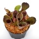 Heliamphora pulchella "Red Hairy" (Churi)��[ �إꥢ��ե��顦�ץ������ " ��åɤإ��꡼" ]���� PN240205-06 ��