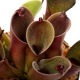 Heliamphora pulchella "Red Hairy" (Churi)��[ �إꥢ��ե��顦�ץ������ " ��åɤإ��꡼" ]���� PN240205-06 ��