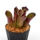 Heliamphora pulchella "Red Hairy" (Churi)��[ �إꥢ��ե��顦�ץ������ " ��åɤإ��꡼" ]���� PN240205-06 ��