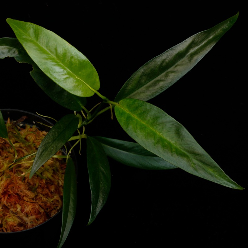 Philodendron chinchamayense��[ �ե����ǥ�ɥ��󡦥������ޥ��� ]���� PN260902-02 �ۡ� �ե����ǥ�ɥ���Ȥ��Ƥ϶˾�������� ��