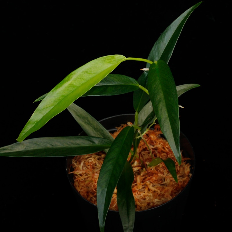Philodendron chinchamayense��[ �ե����ǥ�ɥ��󡦥������ޥ��� ]���� PN260714-12 �ۡ� �ե����ǥ�ɥ���Ȥ��Ƥ϶˾�������� ��