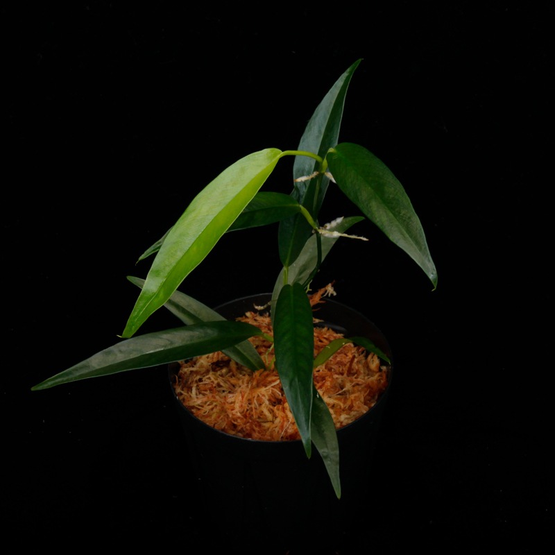 Philodendron chinchamayense��[ �ե����ǥ�ɥ��󡦥������ޥ��� ]���� PN260714-12 �ۡ� �ե����ǥ�ɥ���Ȥ��Ƥ϶˾�������� ��