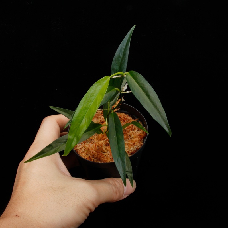 Philodendron chinchamayense��[ �ե����ǥ�ɥ��󡦥������ޥ��� ]���� PN260714-12 �ۡ� �ե����ǥ�ɥ���Ȥ��Ƥ϶˾�������� ��