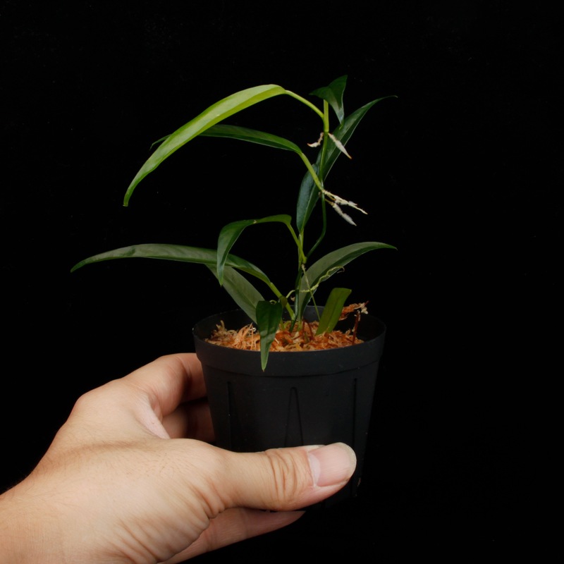 Philodendron chinchamayense��[ �ե����ǥ�ɥ��󡦥������ޥ��� ]���� PN260714-12 �ۡ� �ե����ǥ�ɥ���Ȥ��Ƥ϶˾�������� ��