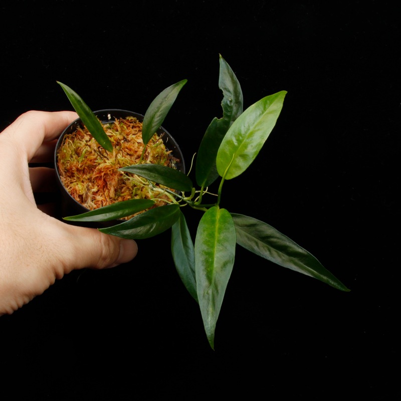 Philodendron chinchamayense��[ �ե����ǥ�ɥ��󡦥������ޥ��� ]���� PN260902-02 �ۡ� �ե����ǥ�ɥ���Ȥ��Ƥ϶˾�������� ��