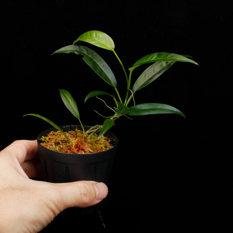 Philodendron chinchamayense��[ �ե����ǥ�ɥ��󡦥������ޥ��� ]���� PN260902-02 �ۡ� �ե����ǥ�ɥ���Ȥ��Ƥ϶˾�������� ��