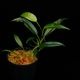 Philodendron chinchamayense��[ �ե����ǥ�ɥ��󡦥������ޥ��� ]���� PN260902-02 �ۡ� �ե����ǥ�ɥ���Ȥ��Ƥ϶˾�������� ��