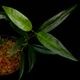 Philodendron chinchamayense��[ �ե����ǥ�ɥ��󡦥������ޥ��� ]���� PN260902-02 �ۡ� �ե����ǥ�ɥ���Ȥ��Ƥ϶˾�������� ��