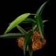 Philodendron chinchamayense��[ �ե����ǥ�ɥ��󡦥������ޥ��� ]���� PN260714-12 �ۡ� �ե����ǥ�ɥ���Ȥ��Ƥ϶˾�������� ��