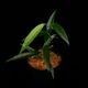Philodendron chinchamayense��[ �ե����ǥ�ɥ��󡦥������ޥ��� ]���� PN260714-12 �ۡ� �ե����ǥ�ɥ���Ȥ��Ƥ϶˾�������� ��