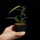 Philodendron chinchamayense��[ �ե����ǥ�ɥ��󡦥������ޥ��� ]���� PN260714-12 �ۡ� �ե����ǥ�ɥ���Ȥ��Ƥ϶˾�������� ��