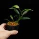 Philodendron chinchamayense��[ �ե����ǥ�ɥ��󡦥������ޥ��� ]���� PN260902-02 �ۡ� �ե����ǥ�ɥ���Ȥ��Ƥ϶˾�������� ��