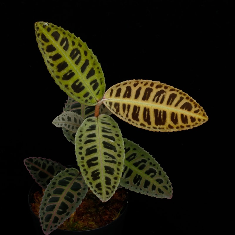 Arbacia lixula africana　棘付き標本 Arbacia lixula africana 棘付き標本 【公式通販】
