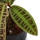 Emblemantha urnulata " Riau, Sumatera " " Black "/ LA0815-01[ ӥ sp. " ꥢޥȥ " "֥å" ] 1ݥå