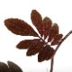 Solanum uleanum [ ʥࡦ쥢ʥ ]1ݥå
