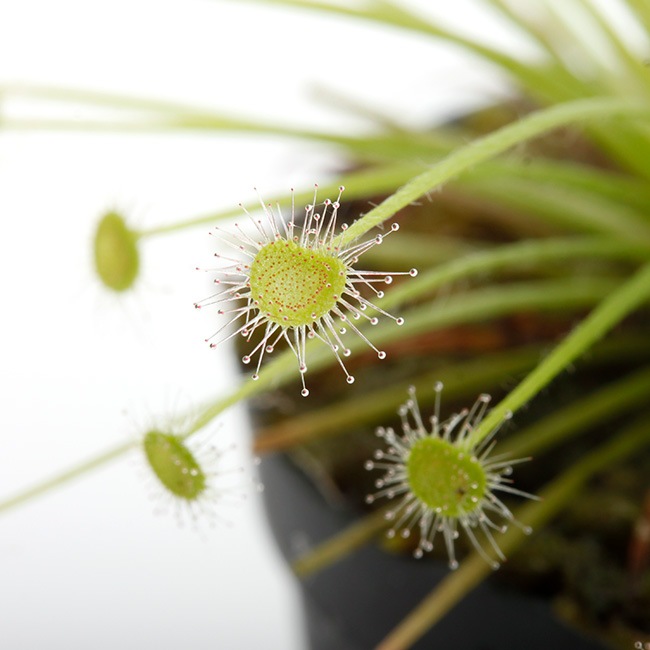 Drosera paradoxa[ ɥ顦ѥɥ ]1ݥåȡ ѥꥦࡢӥХꥦ˻Ȥ䤹ʪ 