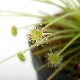 Drosera paradoxa[ ɥ顦ѥɥ ]1ݥåȡ ѥꥦࡢӥХꥦ˻Ȥ䤹ʪ 