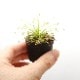 Drosera paradoxa[ ɥ顦ѥɥ ]1ݥåȡ ѥꥦࡢӥХꥦ˻Ȥ䤹ʪ 